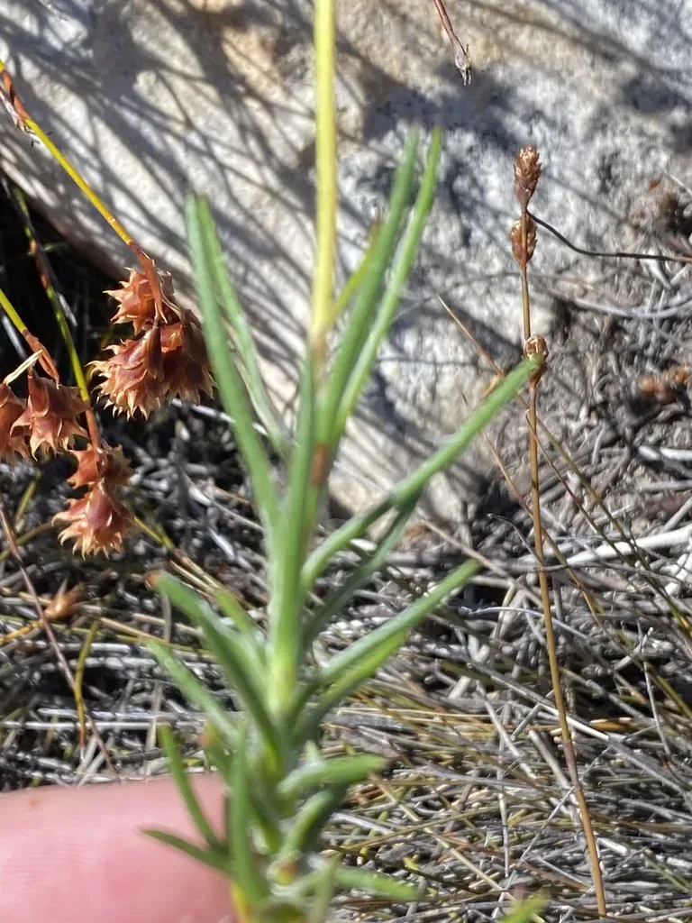 Lamprocephalus Montanus