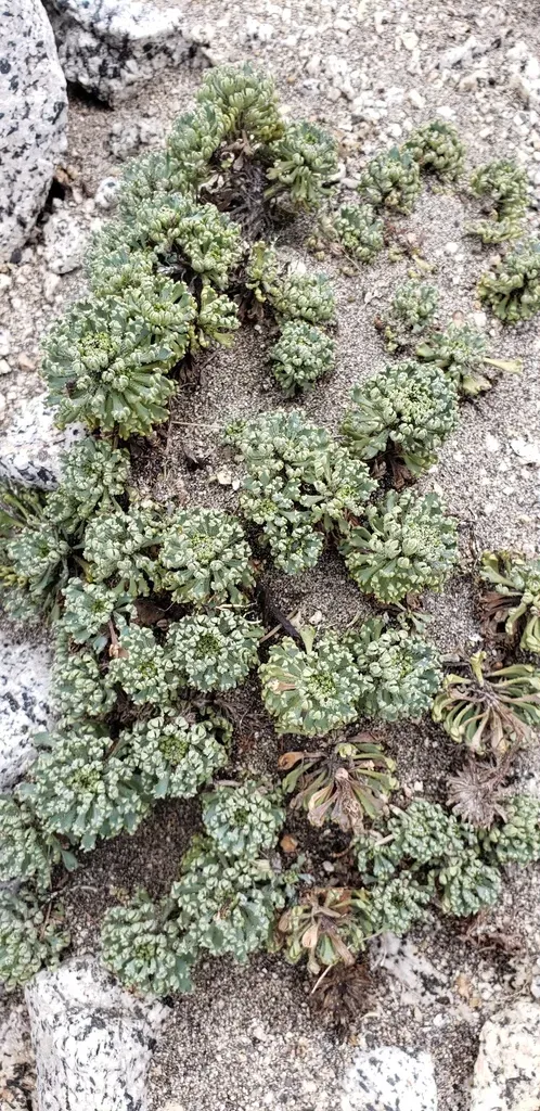 Moschopsis Caleofuensis