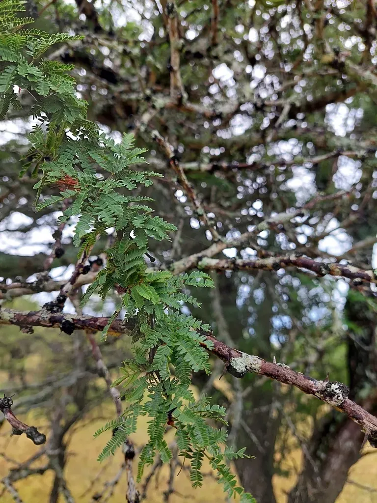 Vachellia Astringens