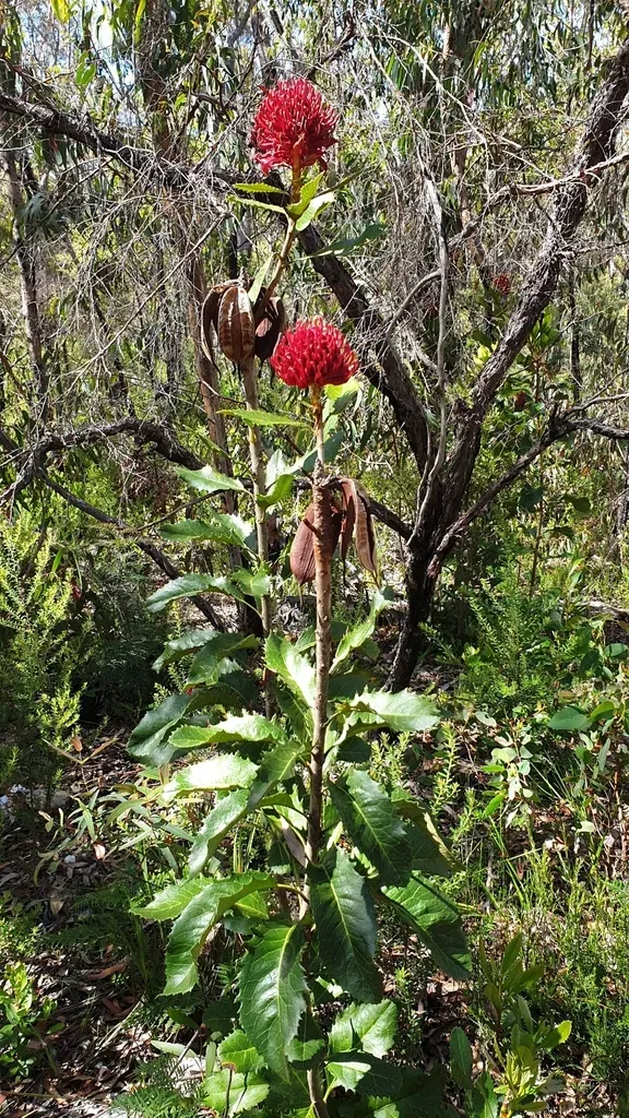 Gibraltar Range Waratah