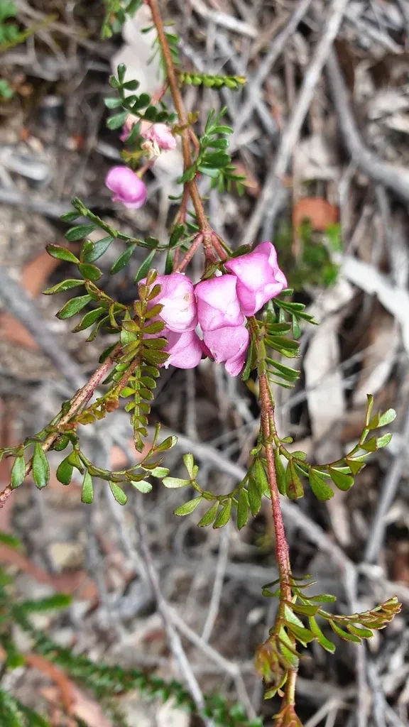 Small Leaved Boronia