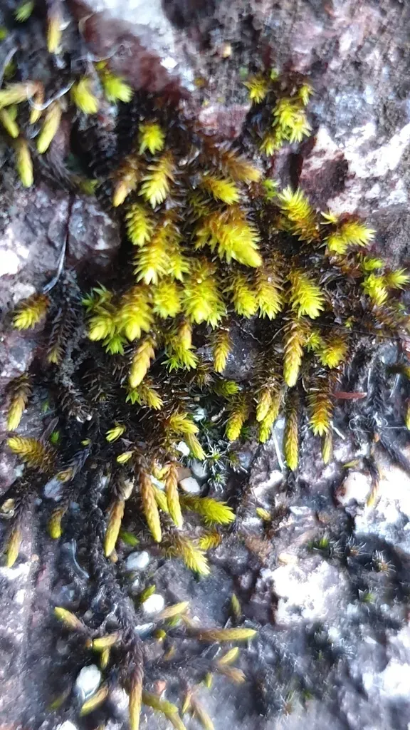 Hedwigidium Integrifolium