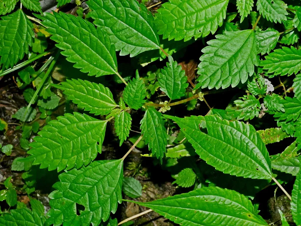 Stingless Nettle