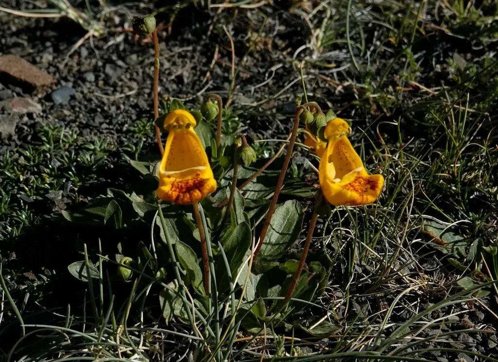 Calceolaria Uniflora × Polyrhiza