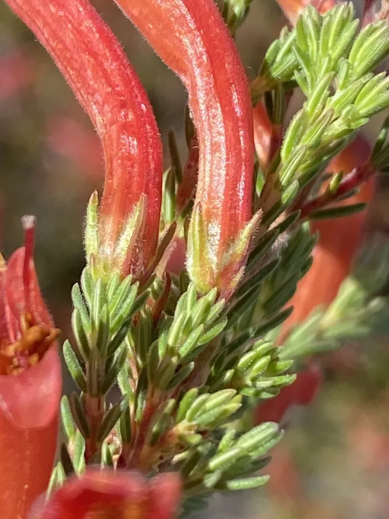 Water Heath