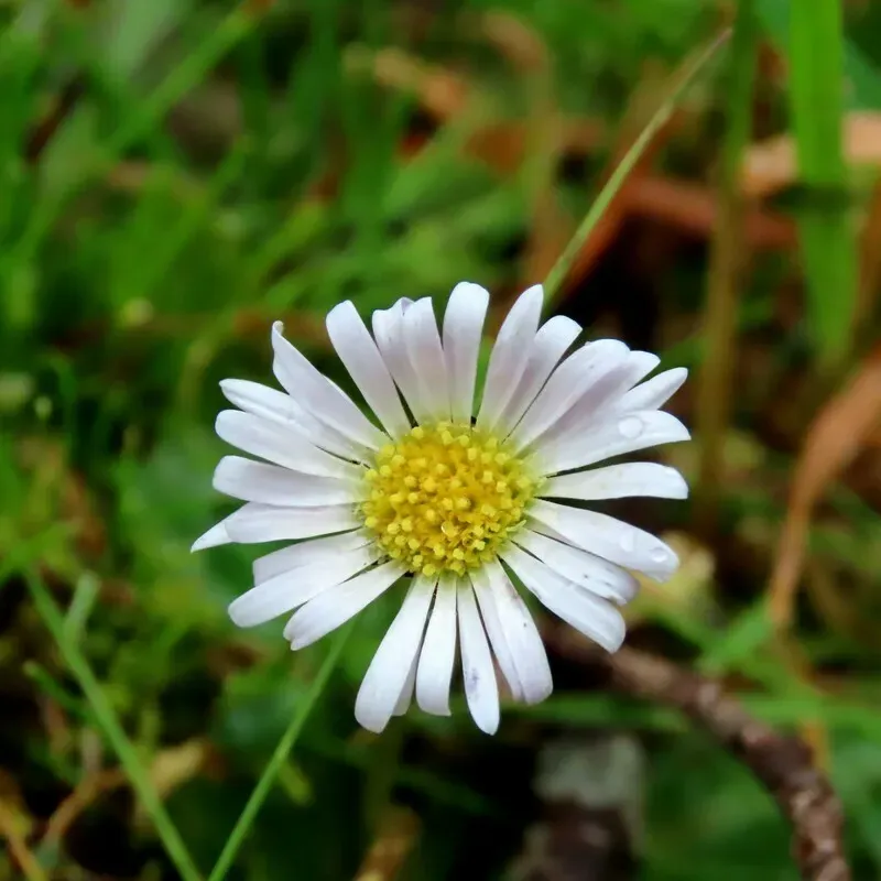 Field Daisy