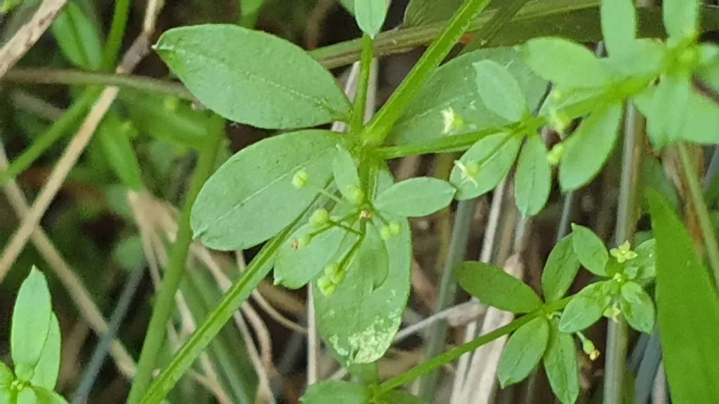 Galium Binifolium