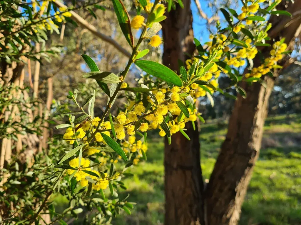 Bacchus Marsh Wattle