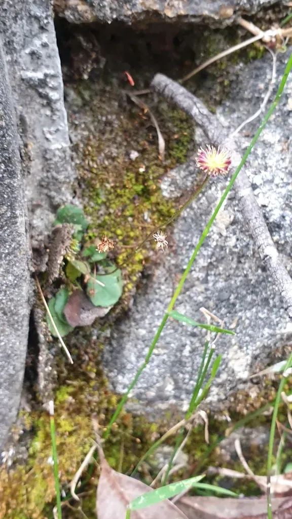 Lagenophora Brachyglossa