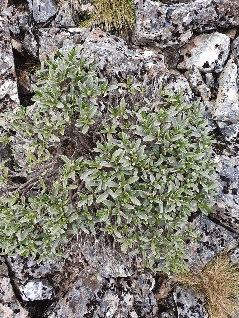 Brachyglottis Adamsii