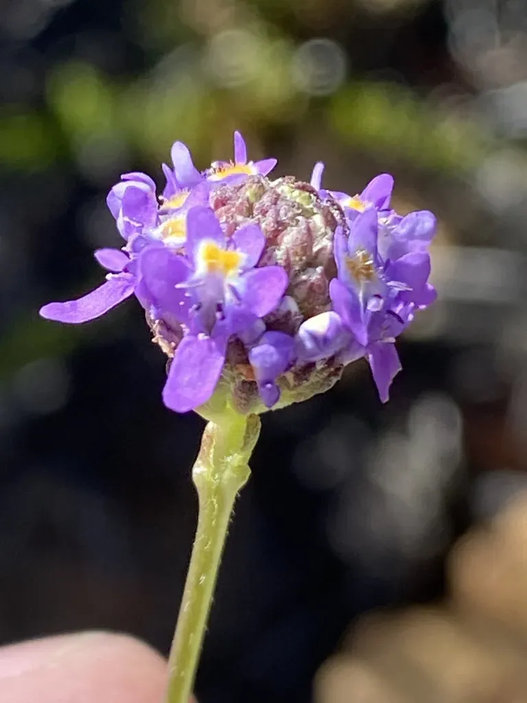 Pseudoselago Similis