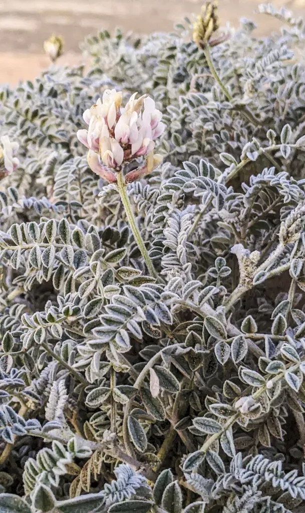 San Quintin Dune Milkvetch