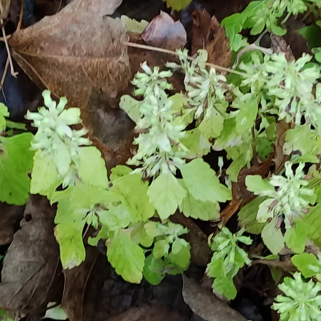 Clinopodium Micranthum