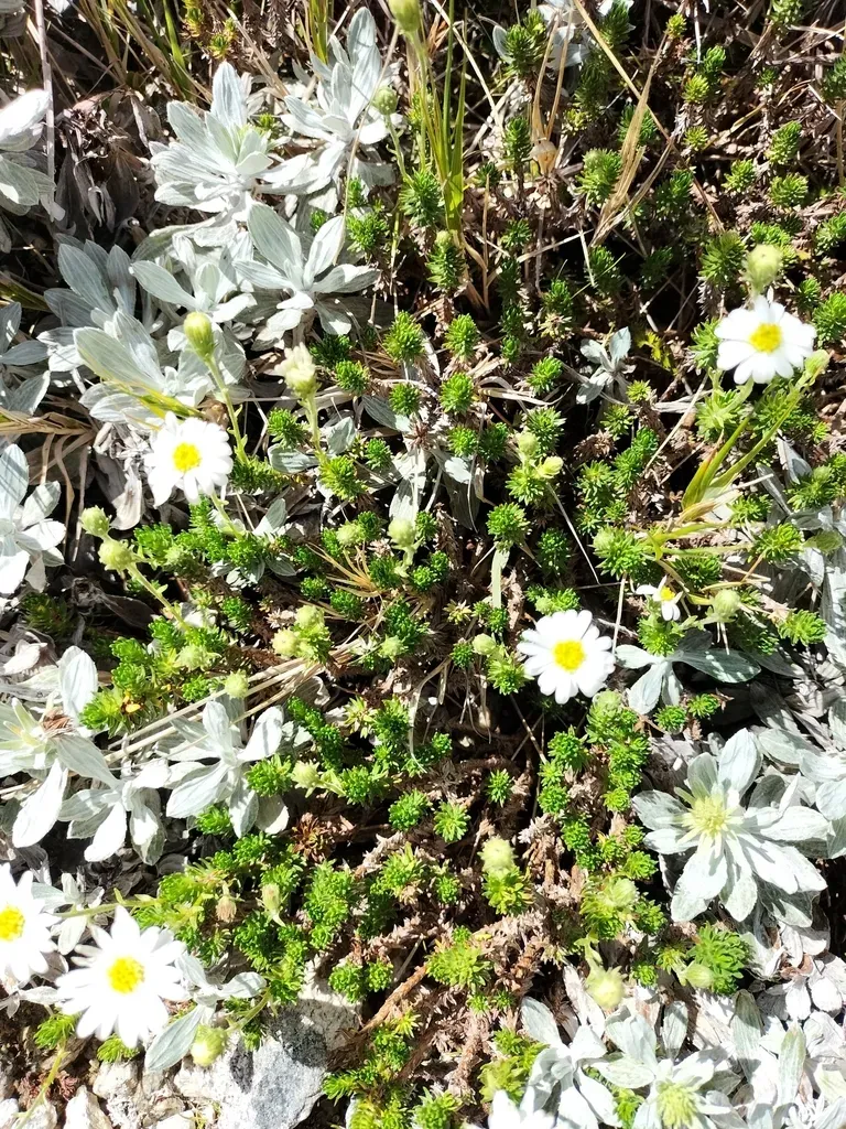 Shrub Daisy