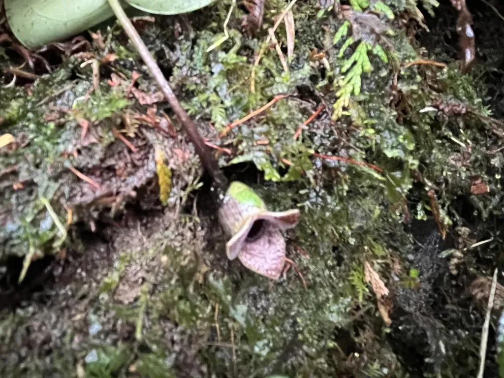 Asarum Taipingshanianum