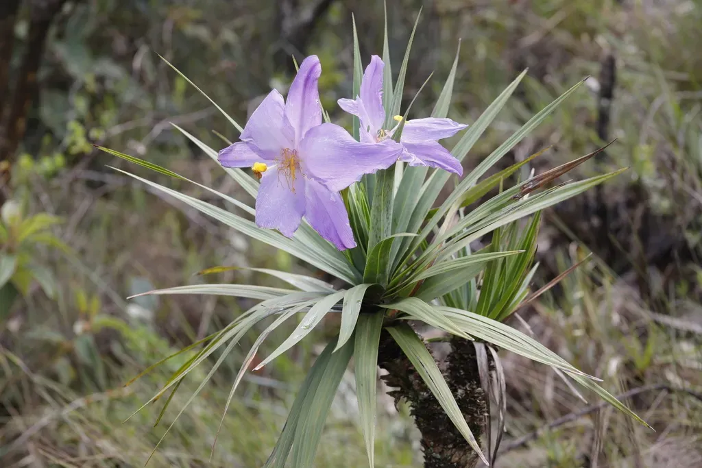 Vellozia Compacta