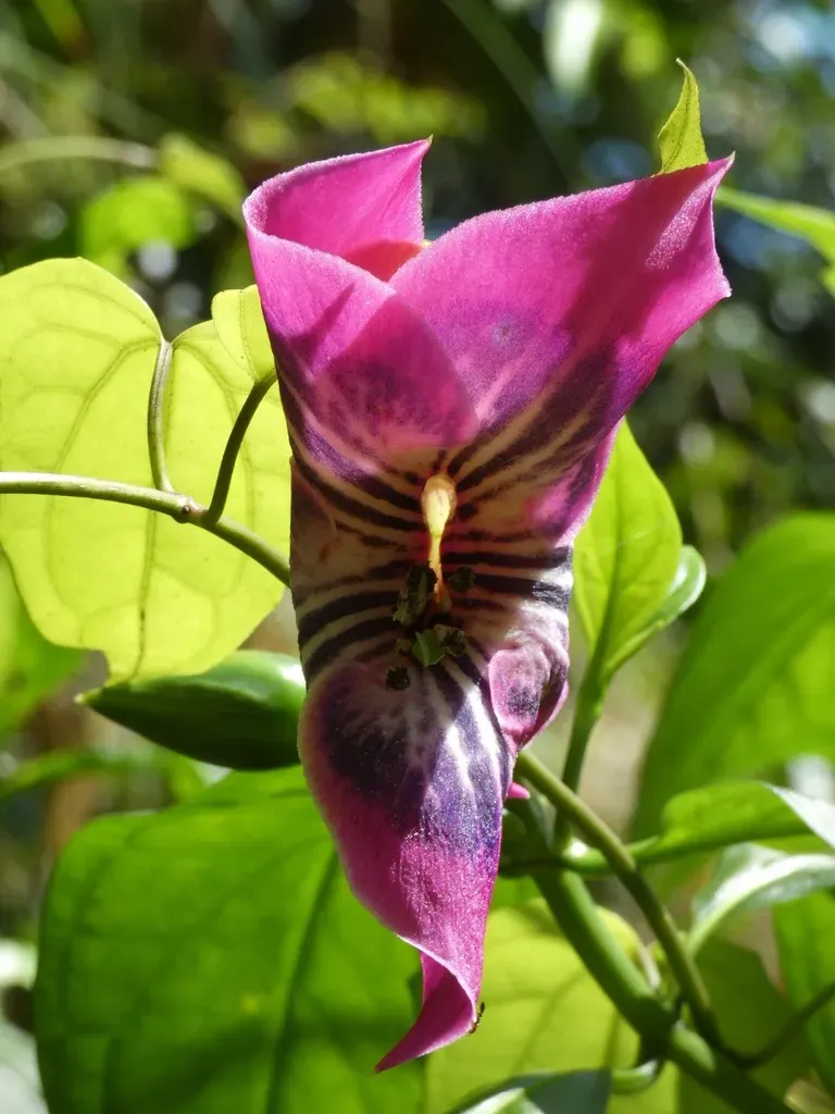 Symbolanthus Solaris