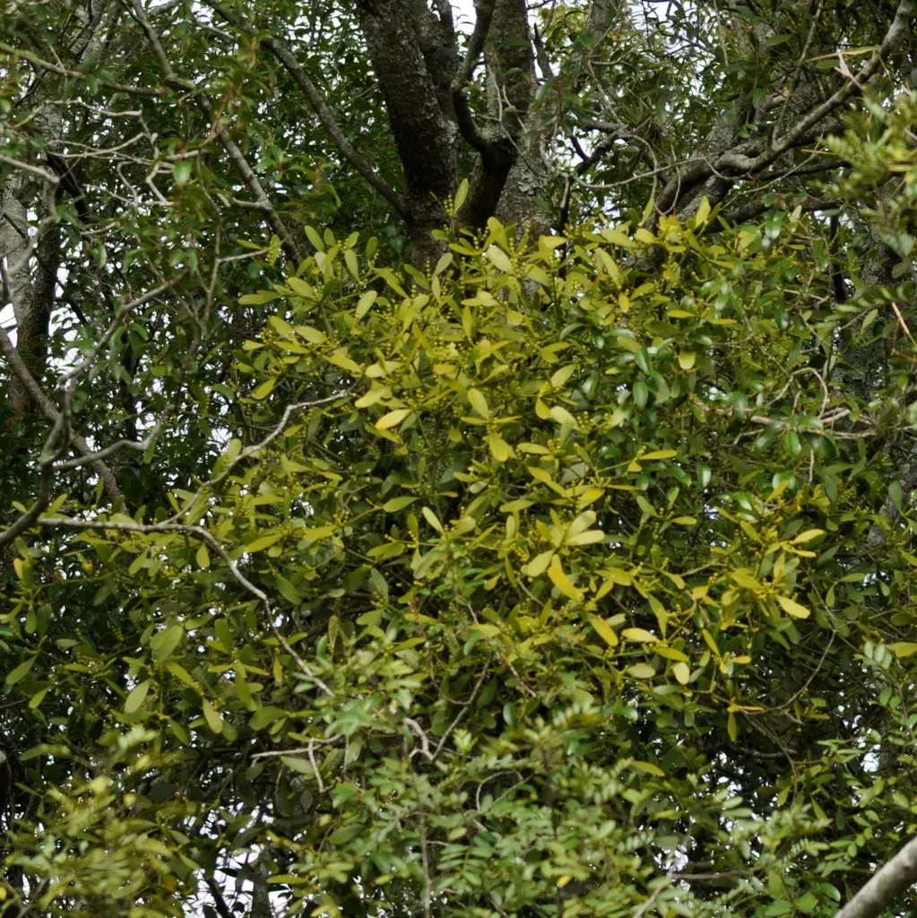 Phoradendron Holoxanthum