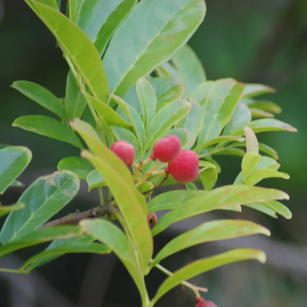 Matayba Elaeagnoides