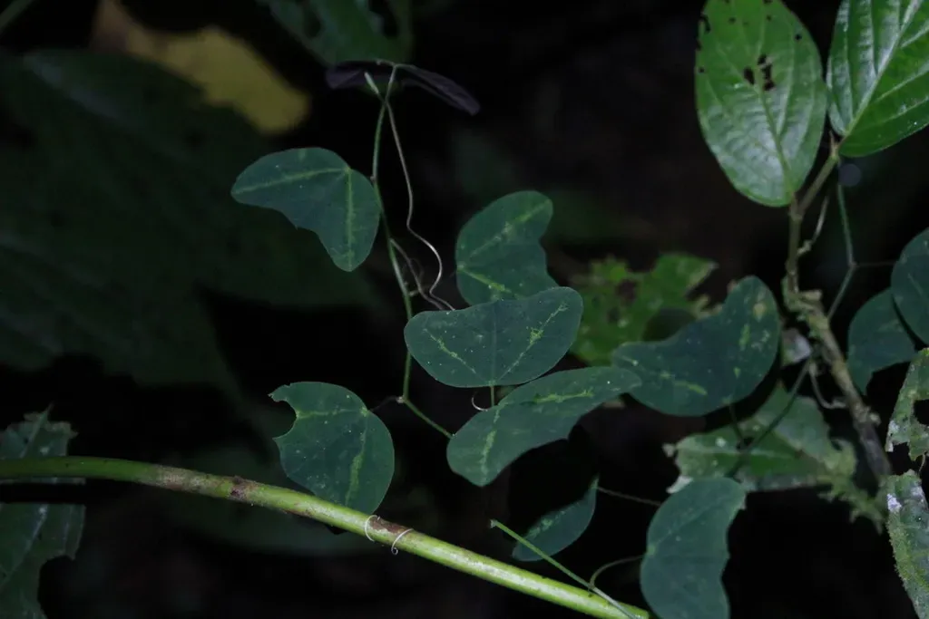 Tuberous Passionflower