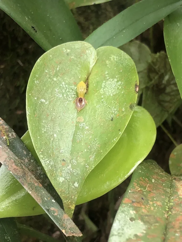 Pleurothallis Rhodoglossa
