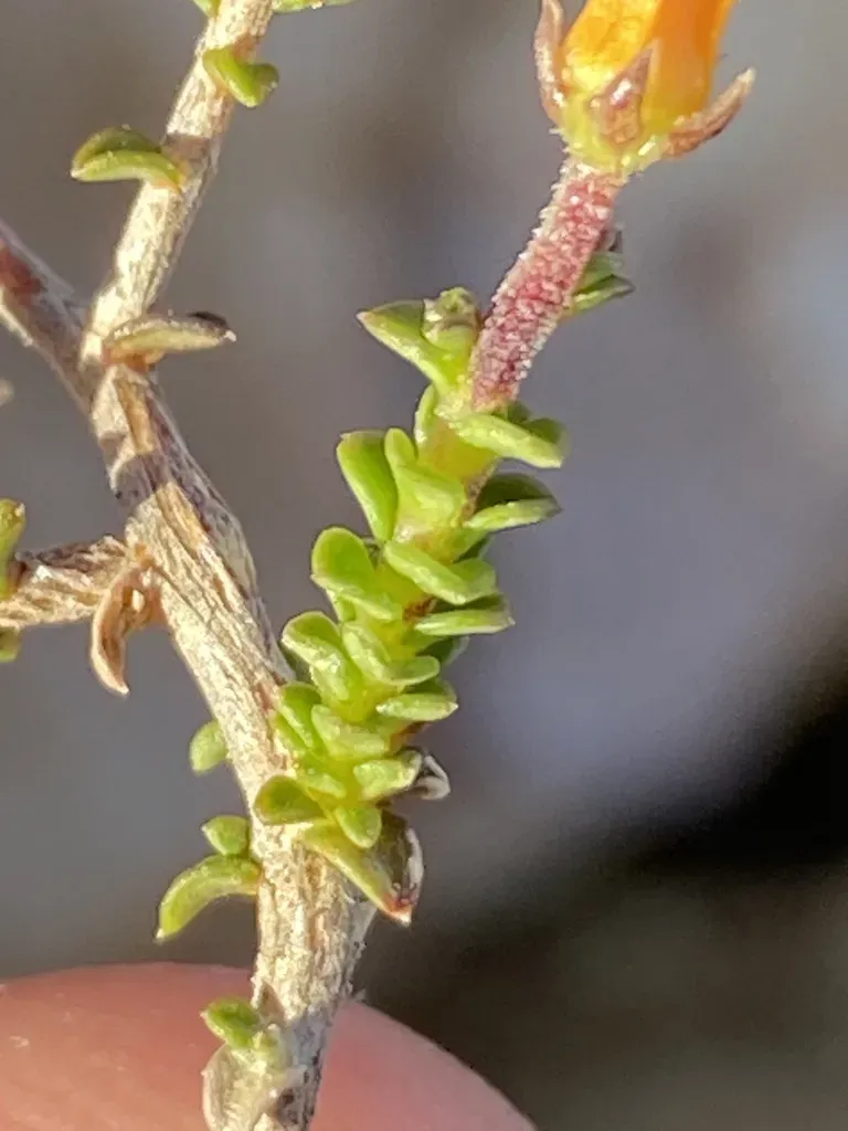 Wahlenbergia Neorigida