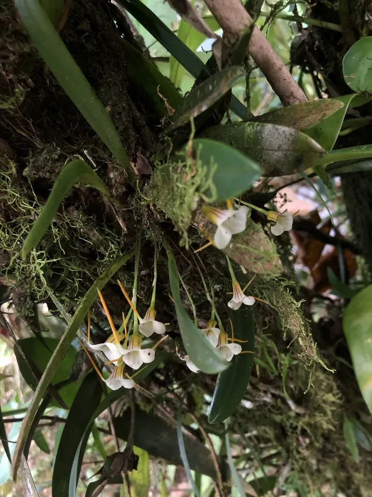 Masdevallia Attenuata