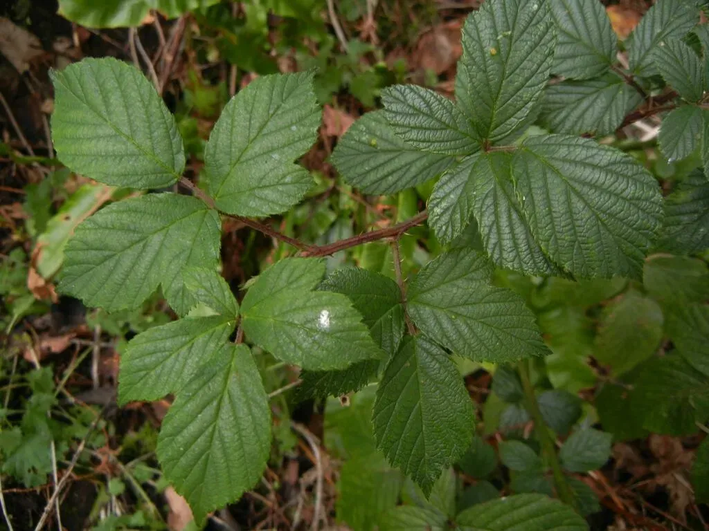 Rubus Hylocharis