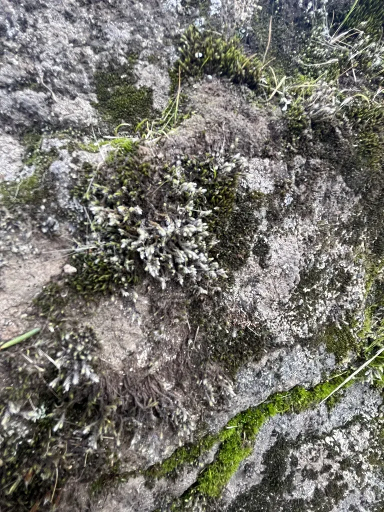 Star-tipped Hedwigia