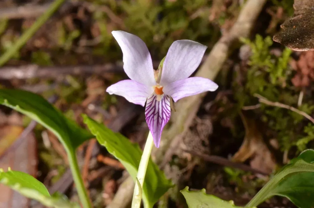 Viola Annamensis