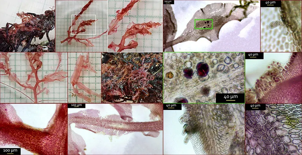 Hypoglossum Hypoglossoides