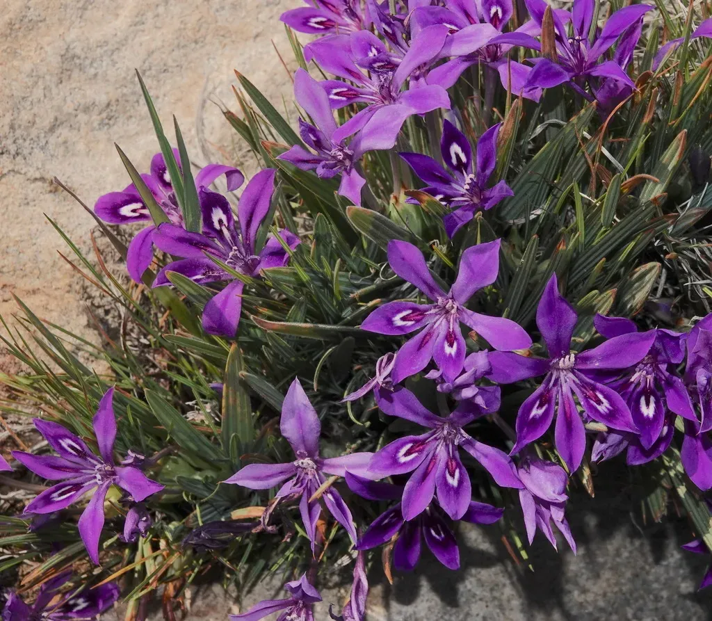 Dolerite Clay Bobbejaantjie
