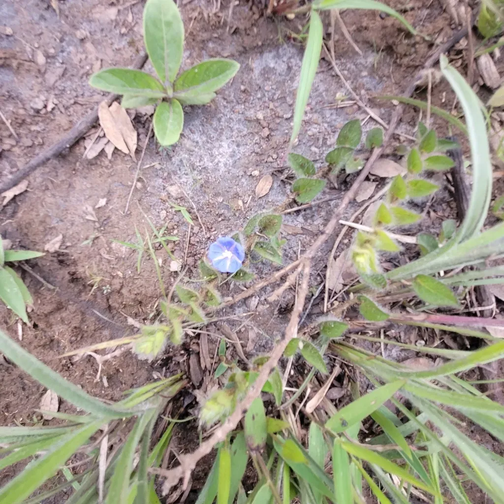 Evolvulus Aurigenius