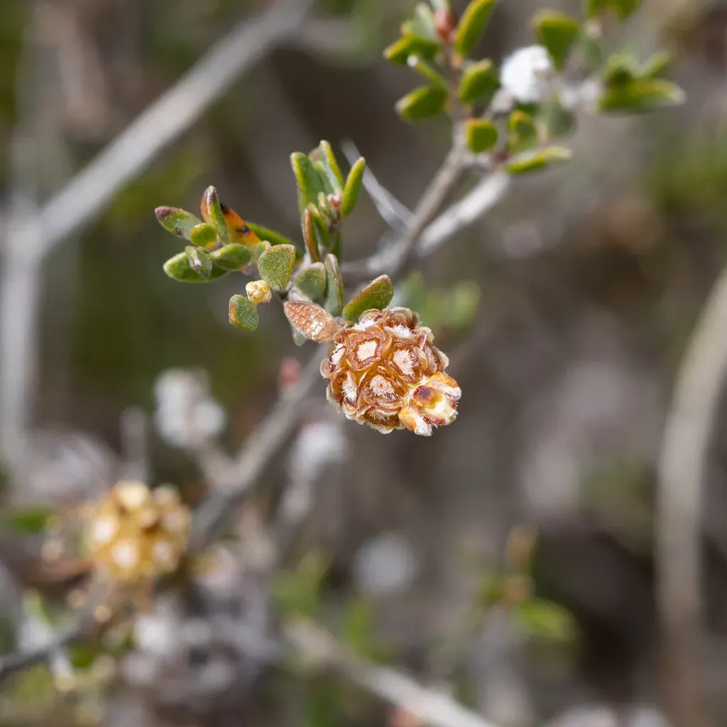 Melaleuca Empetrifolia