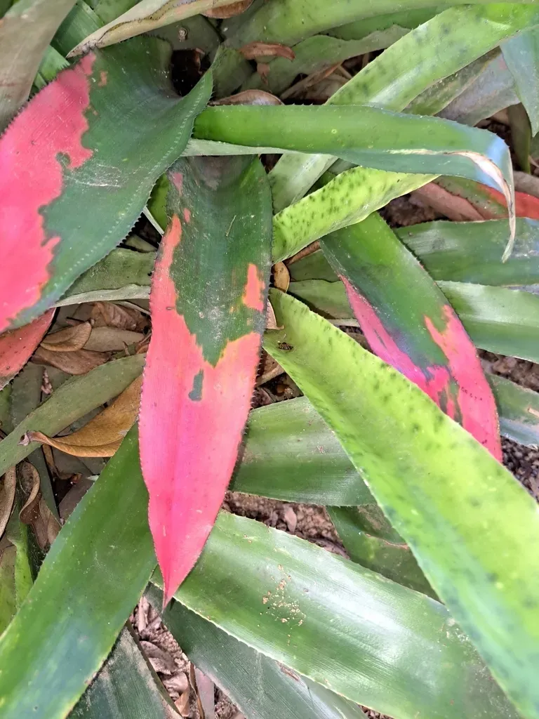 Aechmea Pectinata