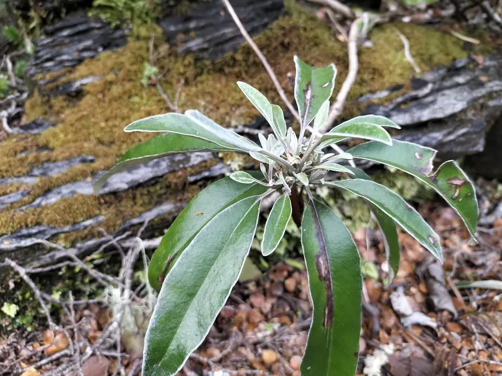 Brachyglottis Laxifolia