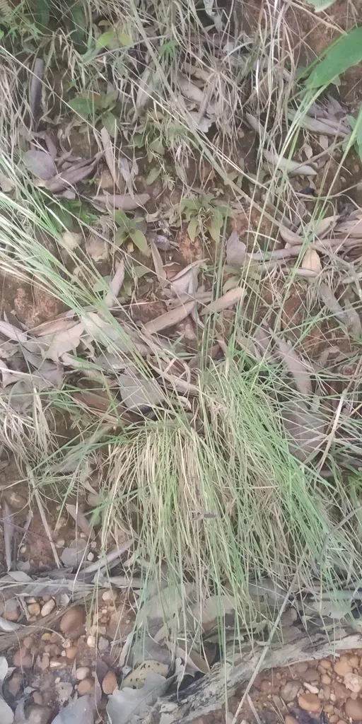 Andropogon Leucostachyus