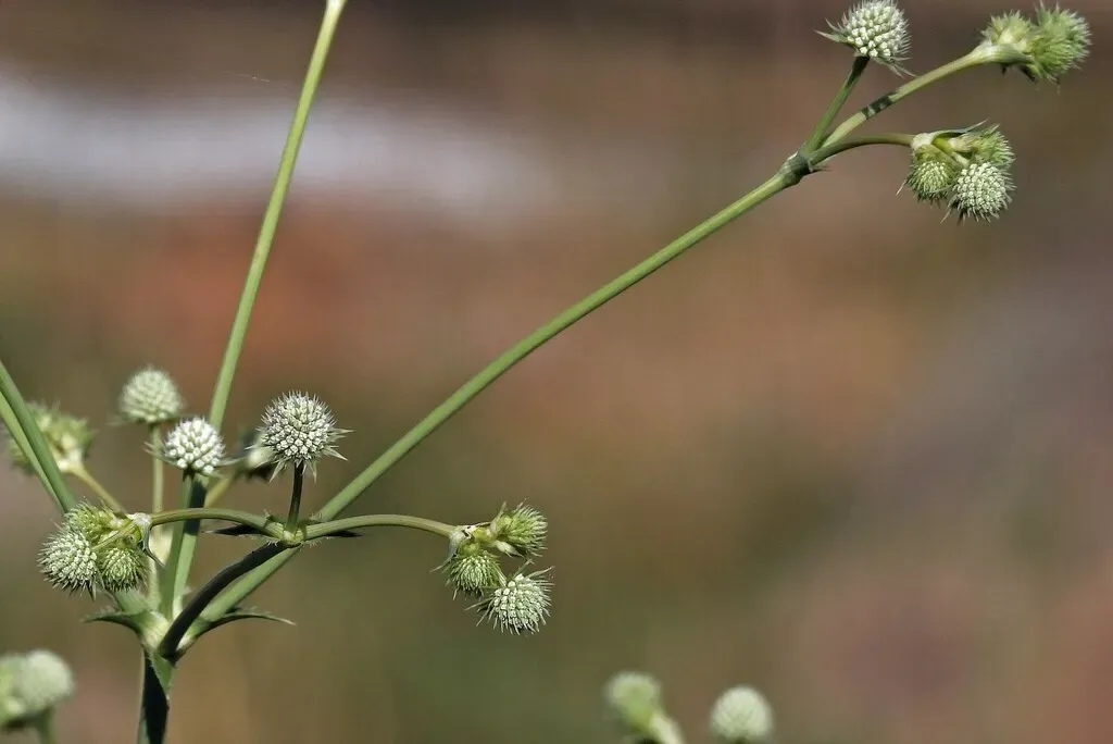 Eryngium Elegans