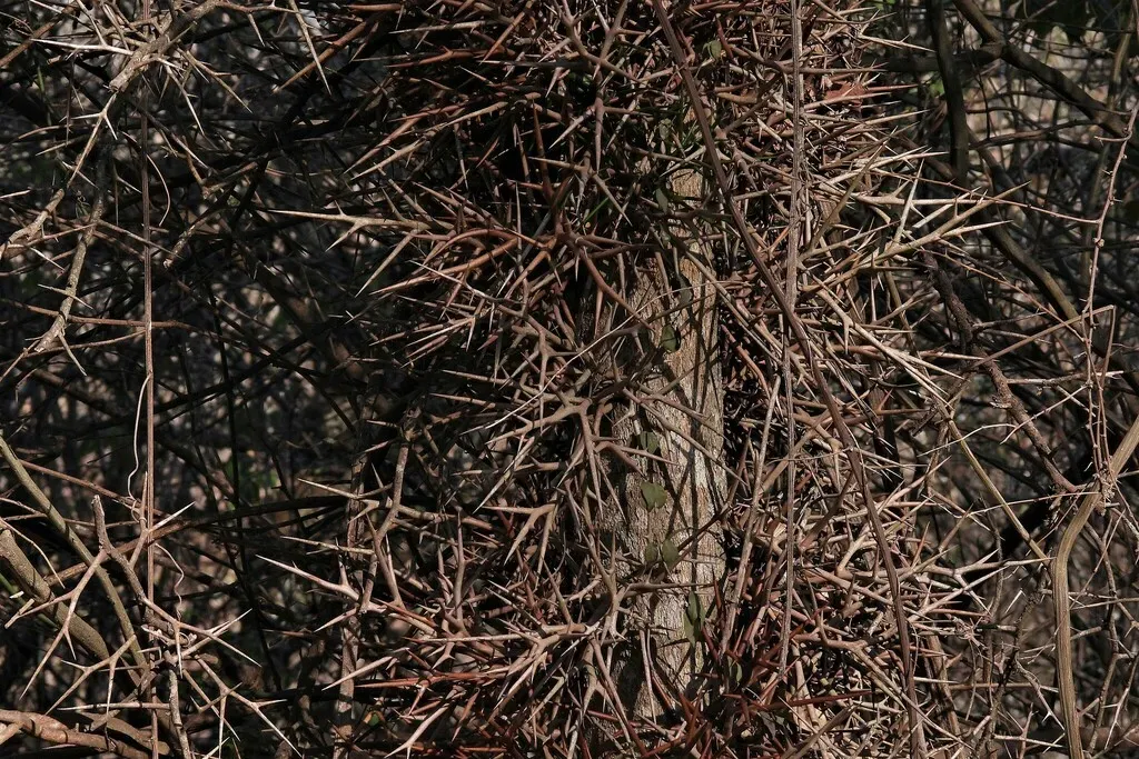 Gleditsia Amorphoides