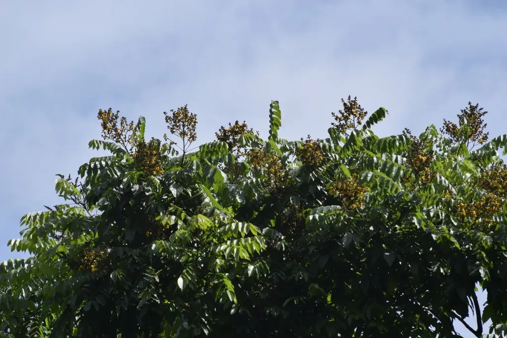 Centrolobium Tomentosum