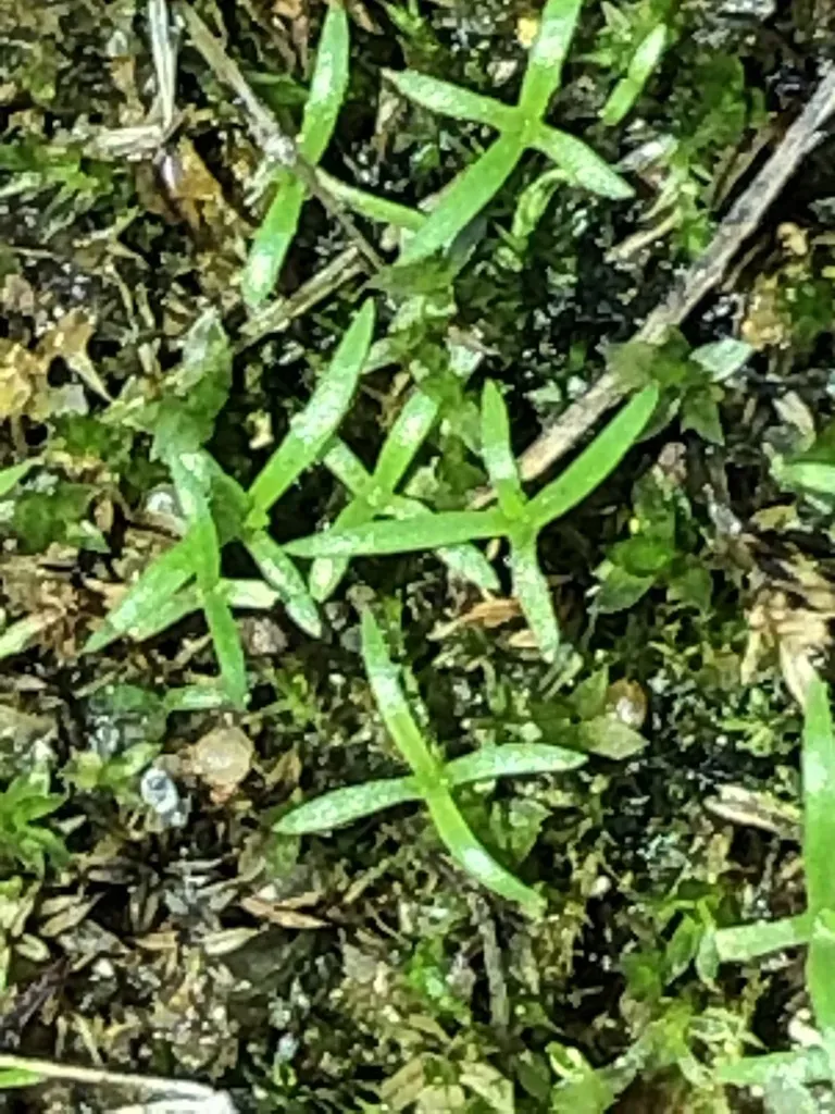 Pitcher's Stitchwort