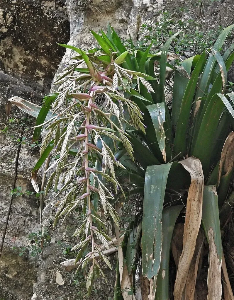 Tillandsia Australis