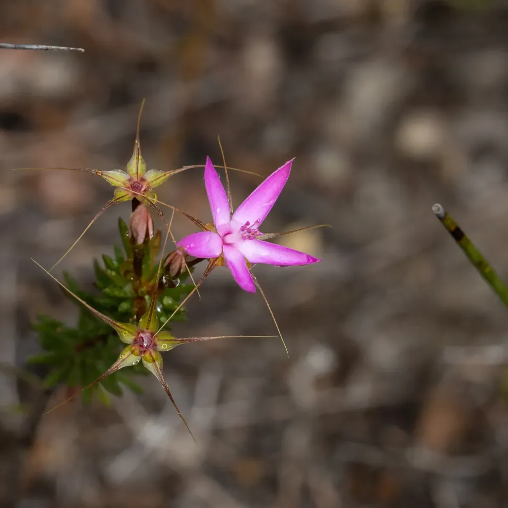 Pink Starflower