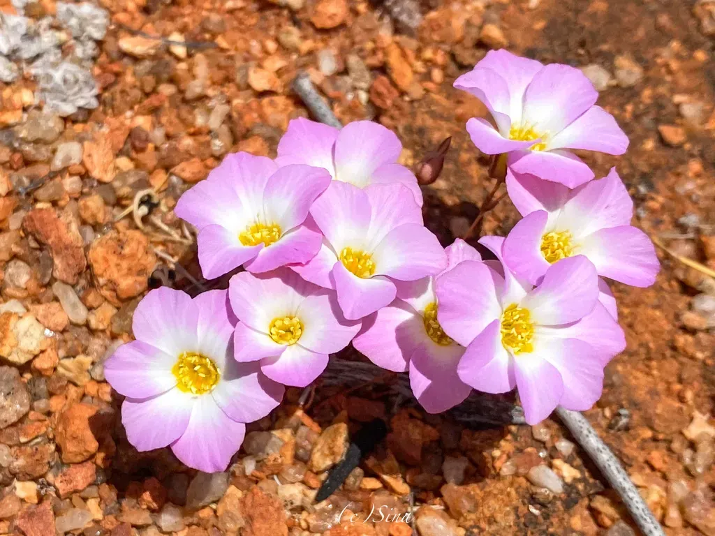 Calandrinia Kalanniensis
