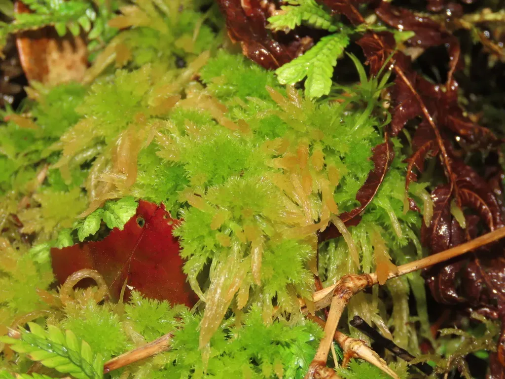 Junghuhn's Sphagnum