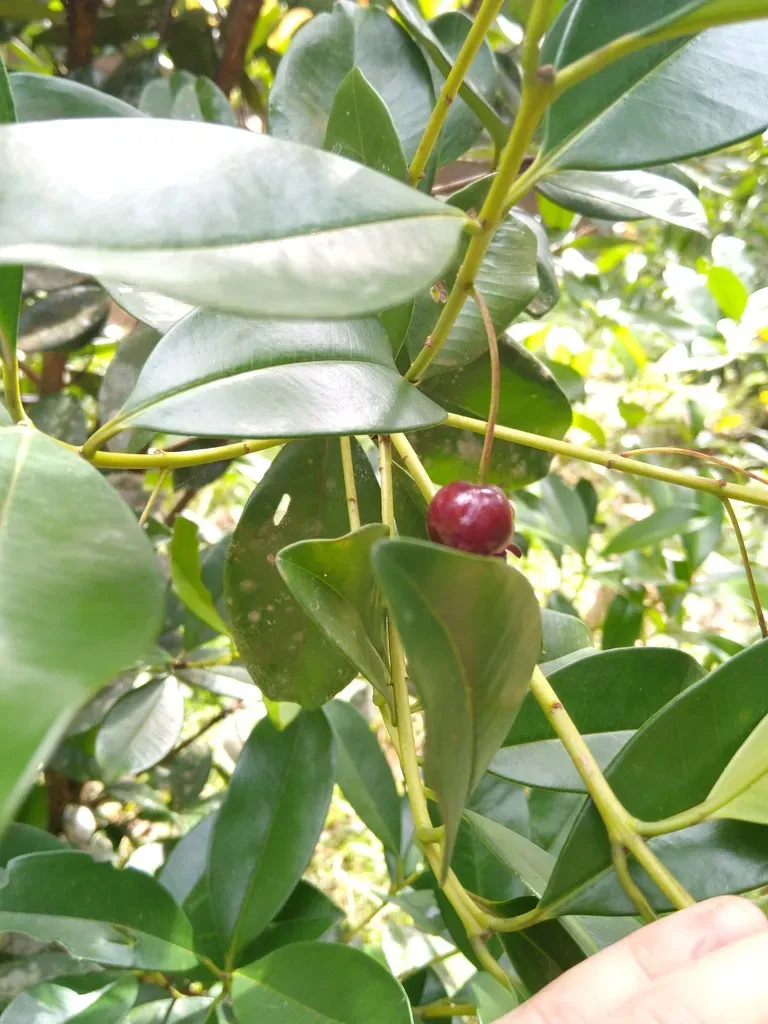 Brazil Cherry