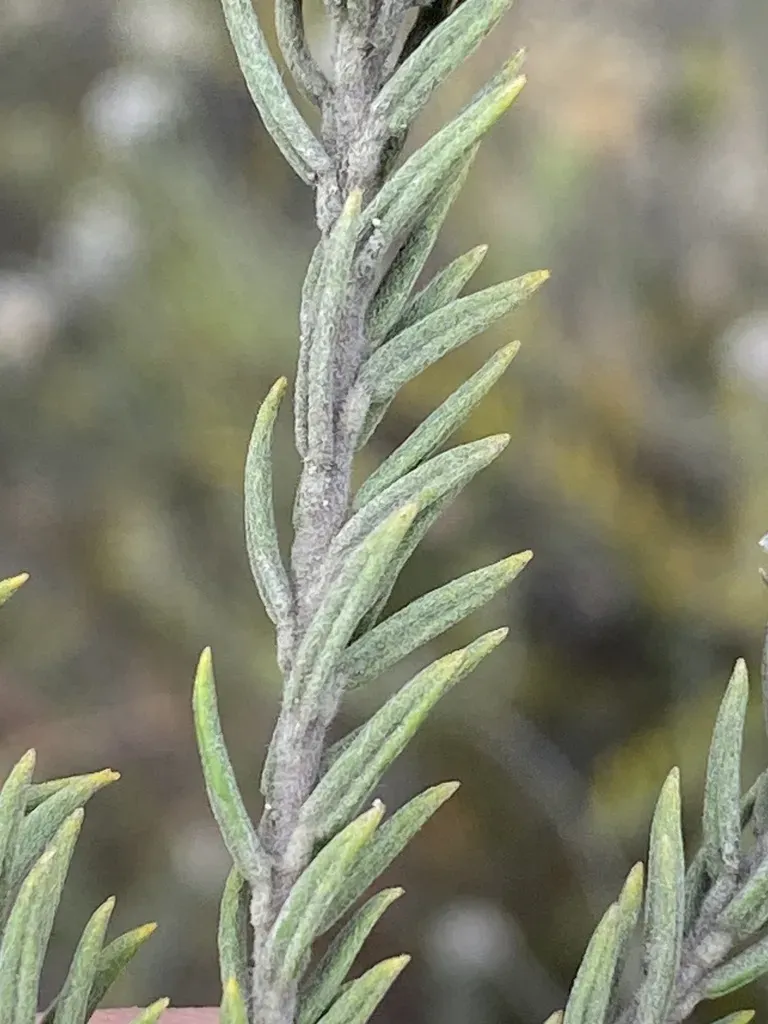 Phylica Odorata