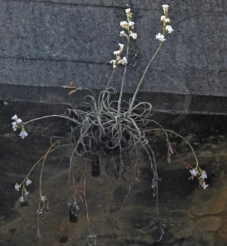 Tillandsia Streptocarpa
