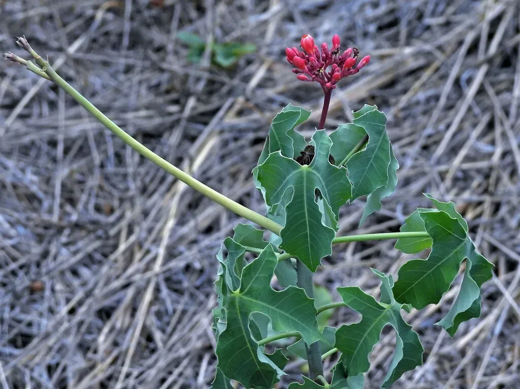 Jatropha Grossidentata