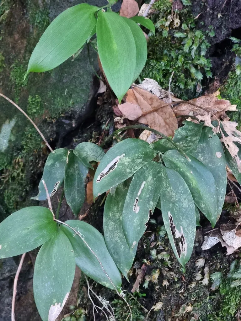 Ruscus Streptophyllus